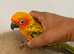 Super tame baby sun conure
