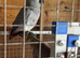 2 African Grey Young Hens
