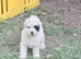 2 beautiful jackapoo boys left