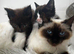 Ragdoll mixed kittens