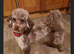 Lassie/Border Collie X Miniature Poodle