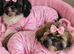 Beautiful Shih Tzu Girls Looking for Their Forever Homes