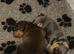 Miniature dachshund boys ready now