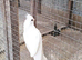 Male Albino Cockatiel