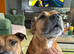 Twin 9 yrs old staffys brother and sister