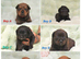 Cane corso x rottwieller pup