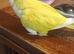 Beautiful super friendly Quaker parrot chicks