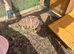 Sulcuta tortoise