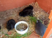 Netherland dwarfs