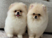 TWO TEDDY BEAR BOYS