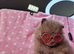 CHIAO LI YA merle puppies chocolate blue