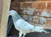 Pakistani pigeon