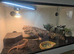 Bearded dragon and full set-up