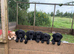Ready to Leave KC Registered Cocker Spaniel Puppy For Sale