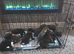 Cane Corso puppies