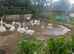 Young and old geese for sale