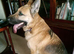 Loving dog needs new home