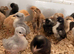 Lavender Leghorn 1 week old chicks