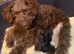MINIATURE POODLE PUPPIES RED & TAN + BRINDLE