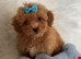 Maltipoo puppies small toy Maltese x toy poodle red apricot dog puppy