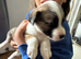 Puppy available