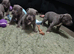 Blue Staffordshire pups