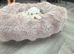 ADORABLE MALTIPOO PUPPIES