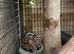 Cape genets unrelated pair 3 years old