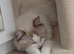 Rehoming 2 gorgeous boys