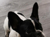 French bulldog puppy