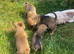 Jug puppies
