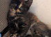 5 beautiful Maine coon kittens