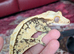 Extreme cream harlequin crested gecko