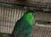 Breeding pair of budgies