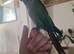 Tame conure