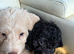 Last 1 pup left! With Health Check Certificate-Mini Labradoodle pups