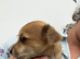 Chorkie babies