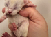 3 gorgeous kittens for sale