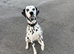 Pedigree Dalmatians waiting list due end sep