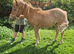 Shetland x colt