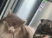 Pomeranian puppies READY NOW 1 left