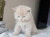 Beautiful British Shorthair Kittens