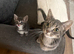 2 beautiful kittens