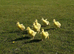 *SELLING FAST* Friendly Large-Strain Embden Goslings - 2026 Hatch