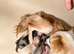 XXS Chihuahua Puppys for sale