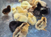 Silkie and serama chicks different colours