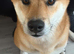 Red Sesame Shiba Inu for Stud service.