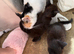 Black kitties