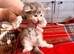 6 fluffy, beautiful, RAGCOON kittens for sale