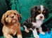 Chocolate Cavalier King Charles Spaniels